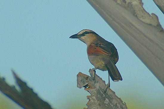 Black-Crowned Tchagra.JPG